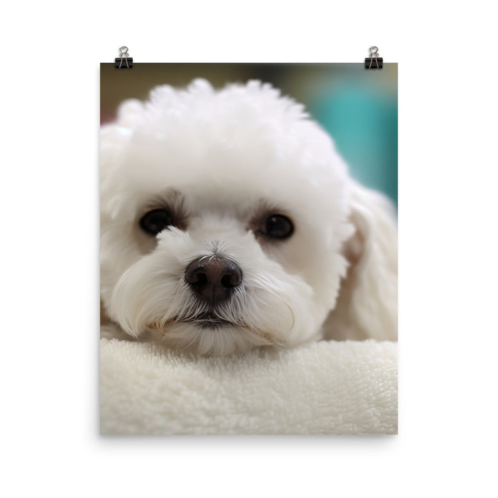 Bichon Frise in a Spa Photo paper poster - PosterfyAI.com