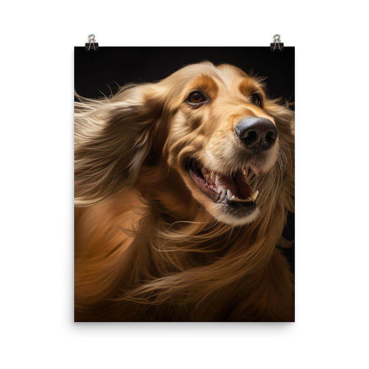 Afghan Hound in a playful mood Photo paper poster - PosterfyAI.com