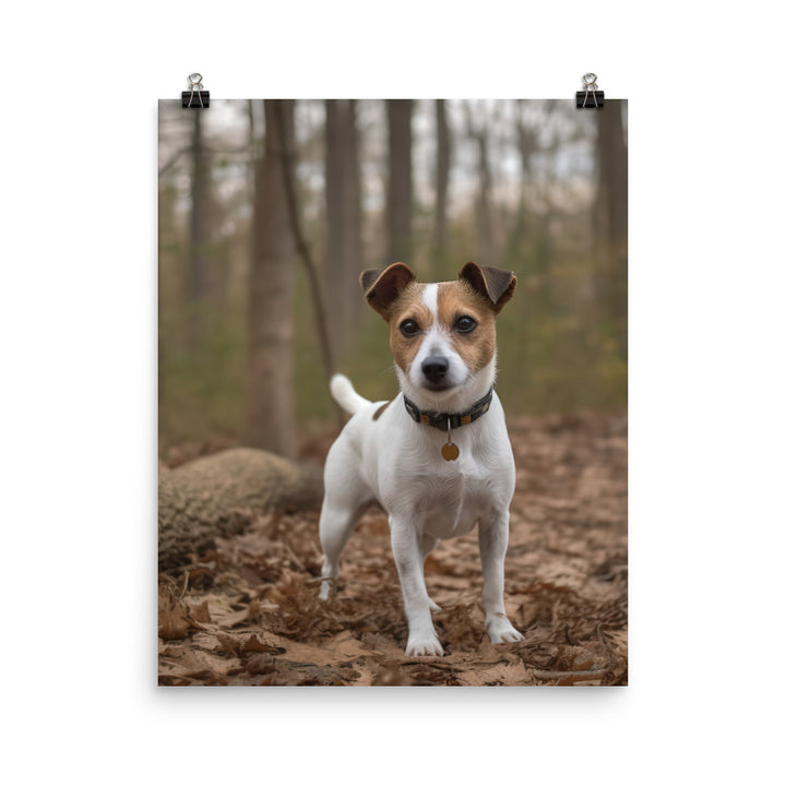 Adorable Jack Russell Terrier Posing for Camera Photo paper poster - PosterfyAI.com