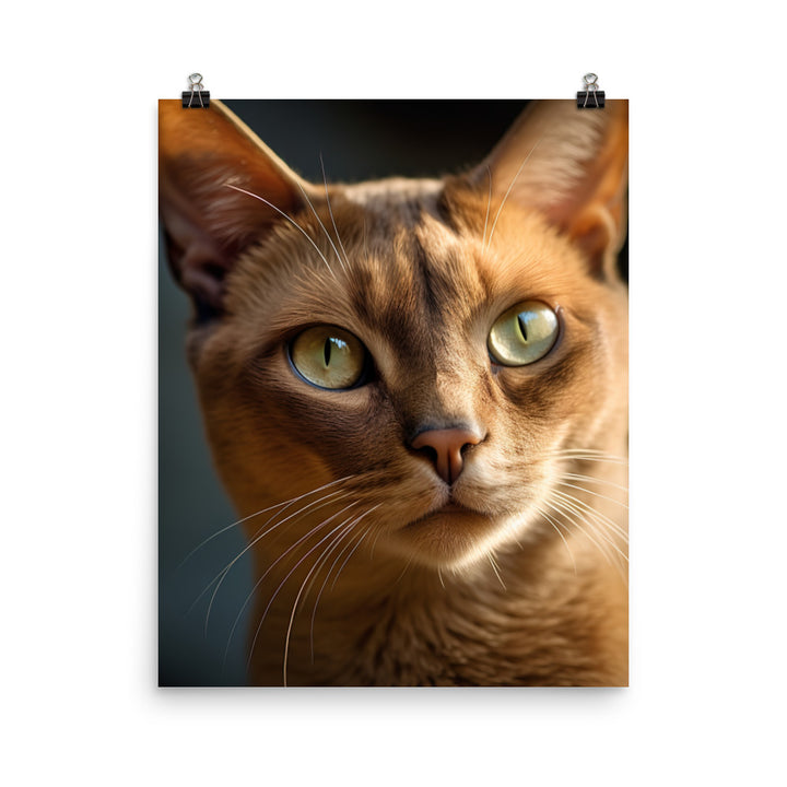 Elegance of Burmese Cat Photo paper poster - PosterfyAI.com
