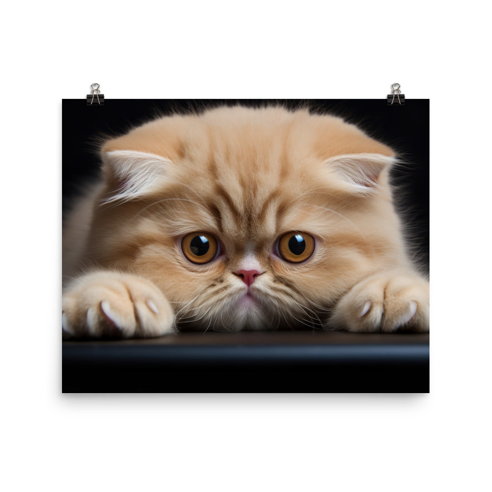 Exotic Shorthair Photo paper poster - PosterfyAI.com