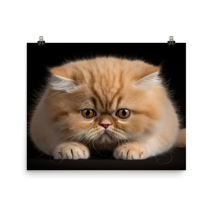Exotic Shorthair Photo paper poster - PosterfyAI.com