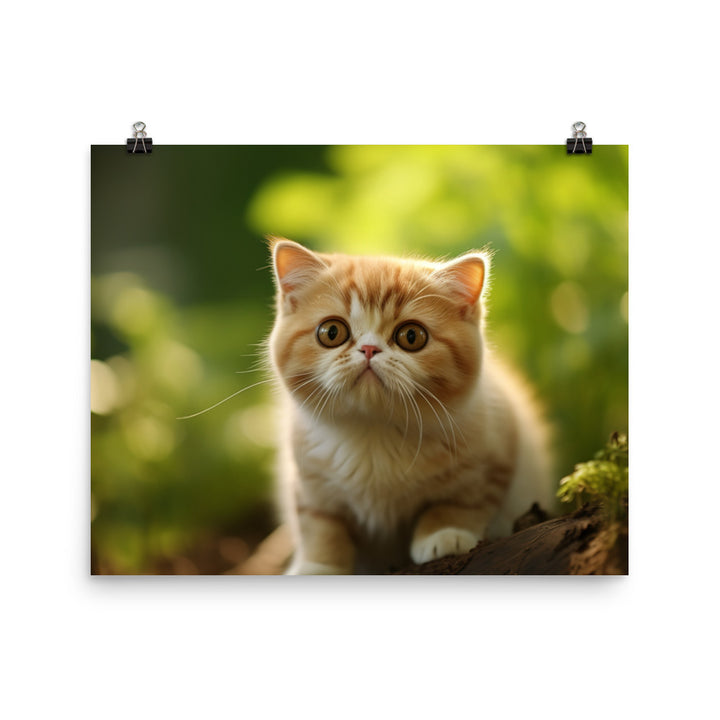 Exotic Shorthair Photo paper poster - PosterfyAI.com