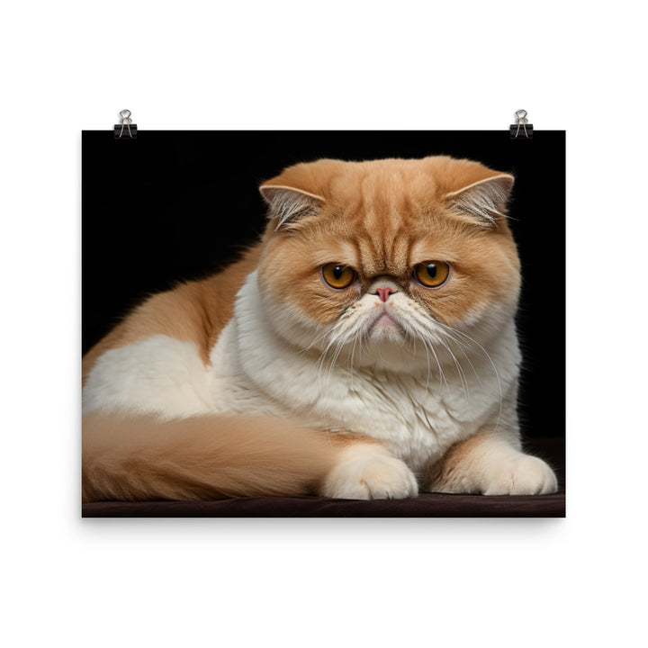 Exotic Shorthair Photo paper poster - PosterfyAI.com