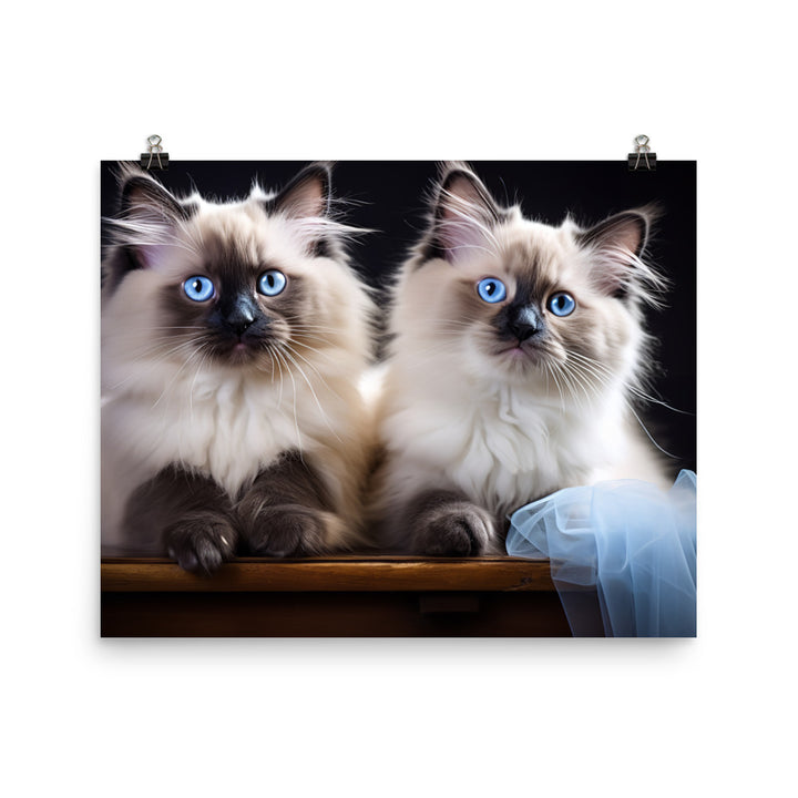 Ragdoll Photo paper poster - PosterfyAI.com