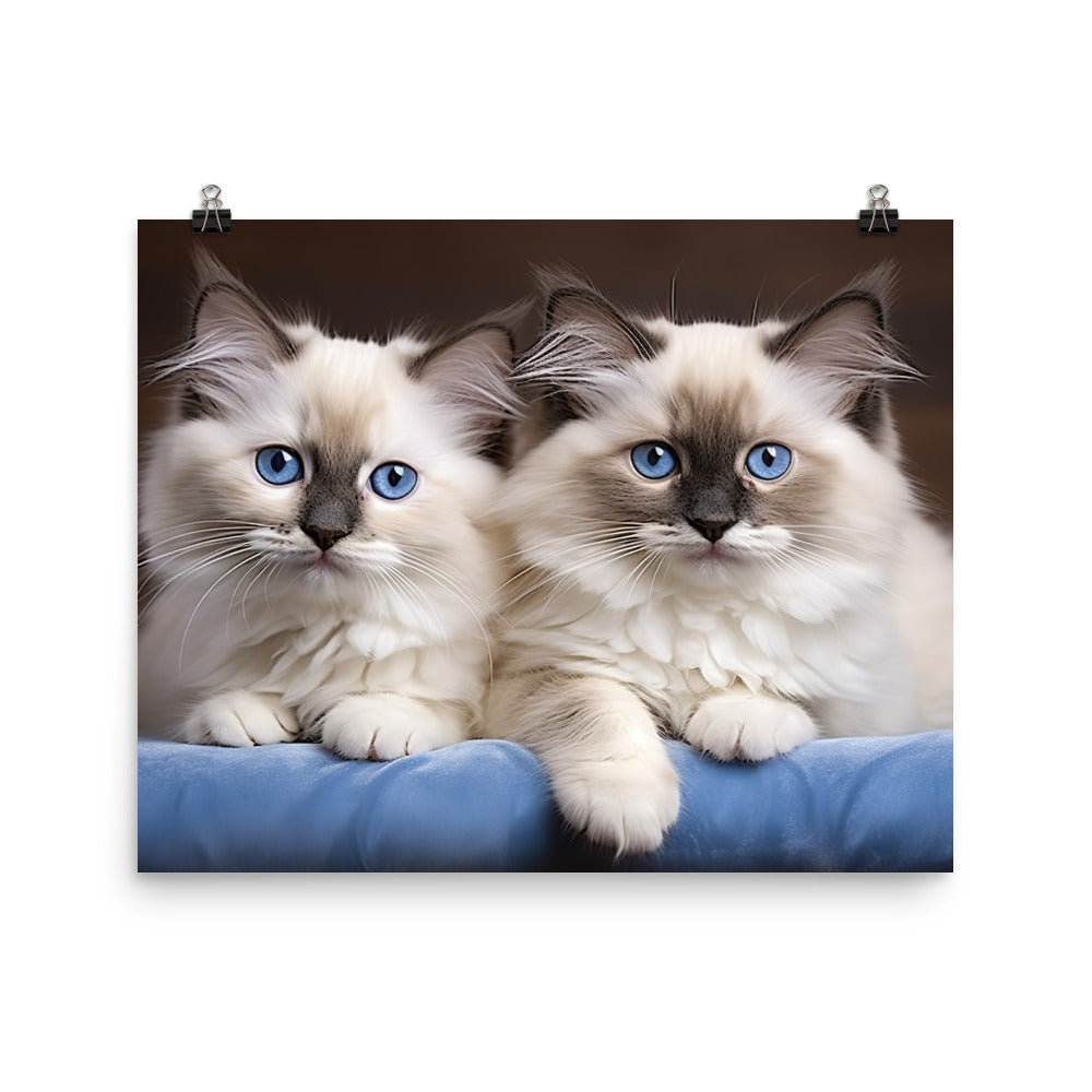 Ragdoll Photo paper poster - PosterfyAI.com