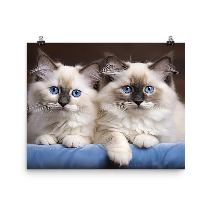 Ragdoll Photo paper poster - PosterfyAI.com