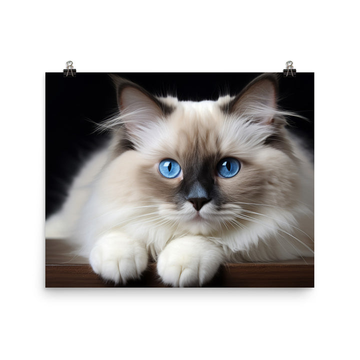 Ragdoll Photo paper poster - PosterfyAI.com