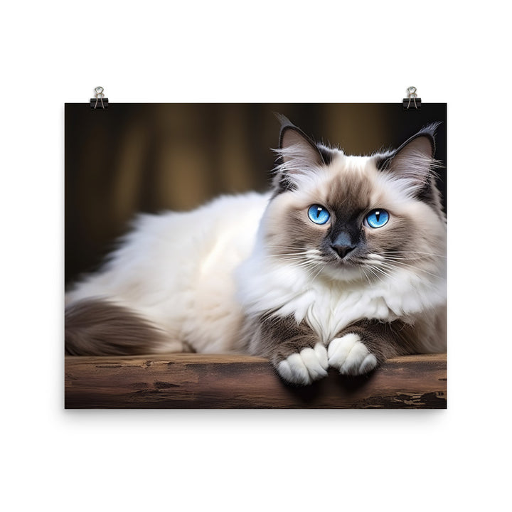 Ragdoll Photo paper poster - PosterfyAI.com