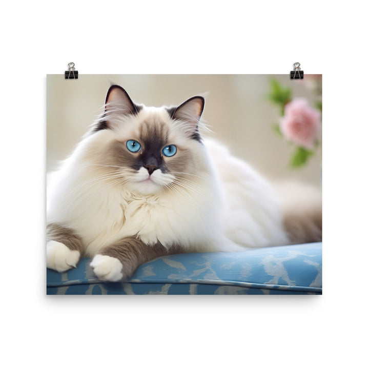 Ragdoll Photo paper poster - PosterfyAI.com