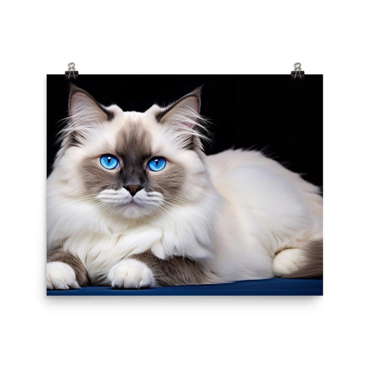 Ragdoll Photo paper poster - PosterfyAI.com
