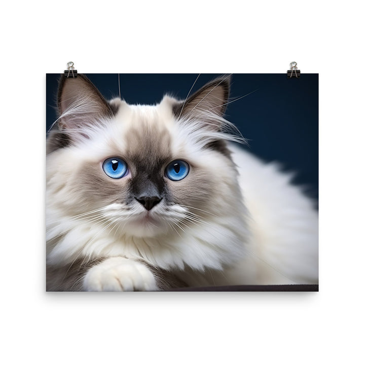 Ragdoll Photo paper poster - PosterfyAI.com