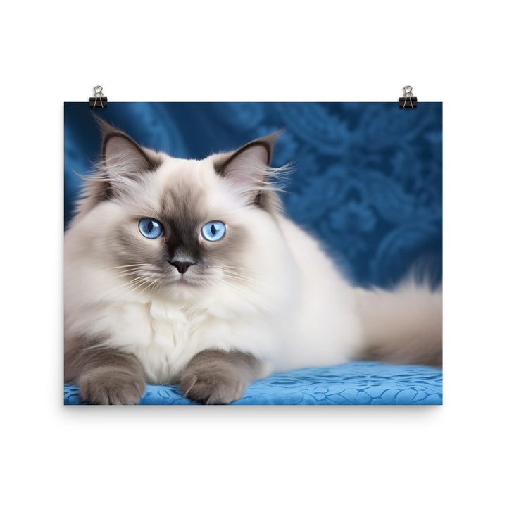 Ragdoll Photo paper poster - PosterfyAI.com