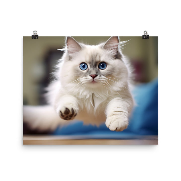 Ragdoll Photo paper poster - PosterfyAI.com