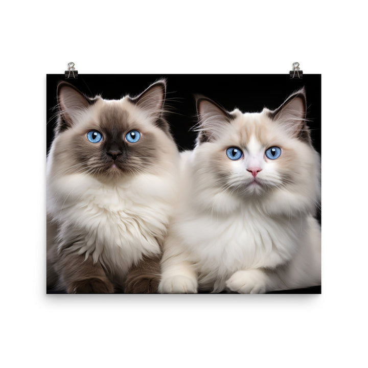 Ragdoll Photo paper poster - PosterfyAI.com