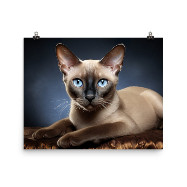 Tonkinese Photo paper poster - PosterfyAI.com
