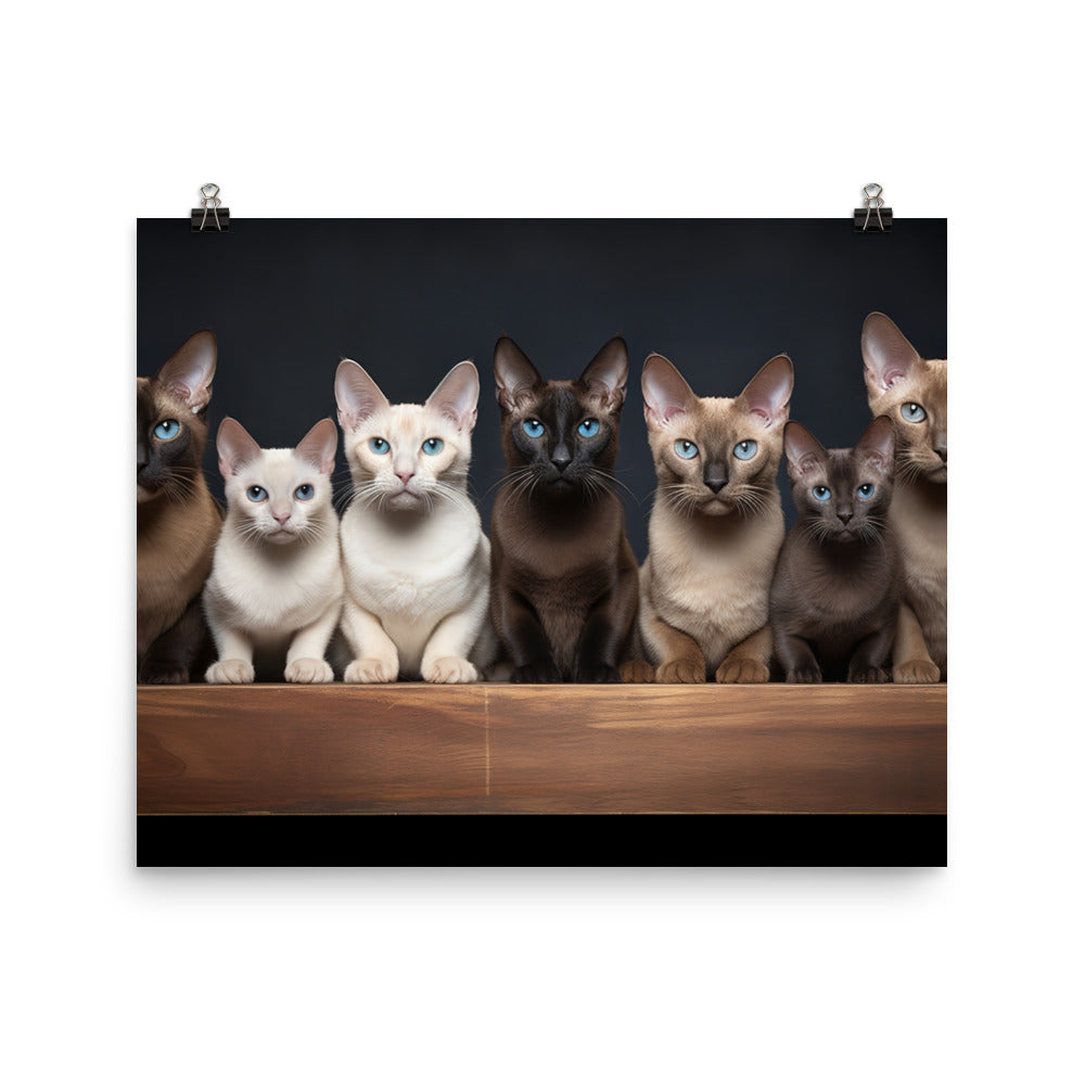Tonkinese Photo paper poster - PosterfyAI.com