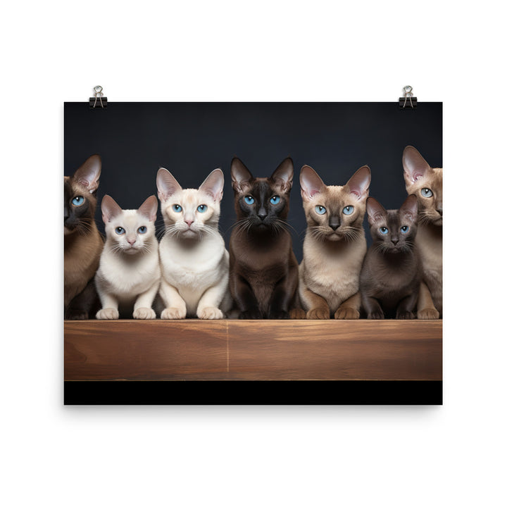 Tonkinese Photo paper poster - PosterfyAI.com
