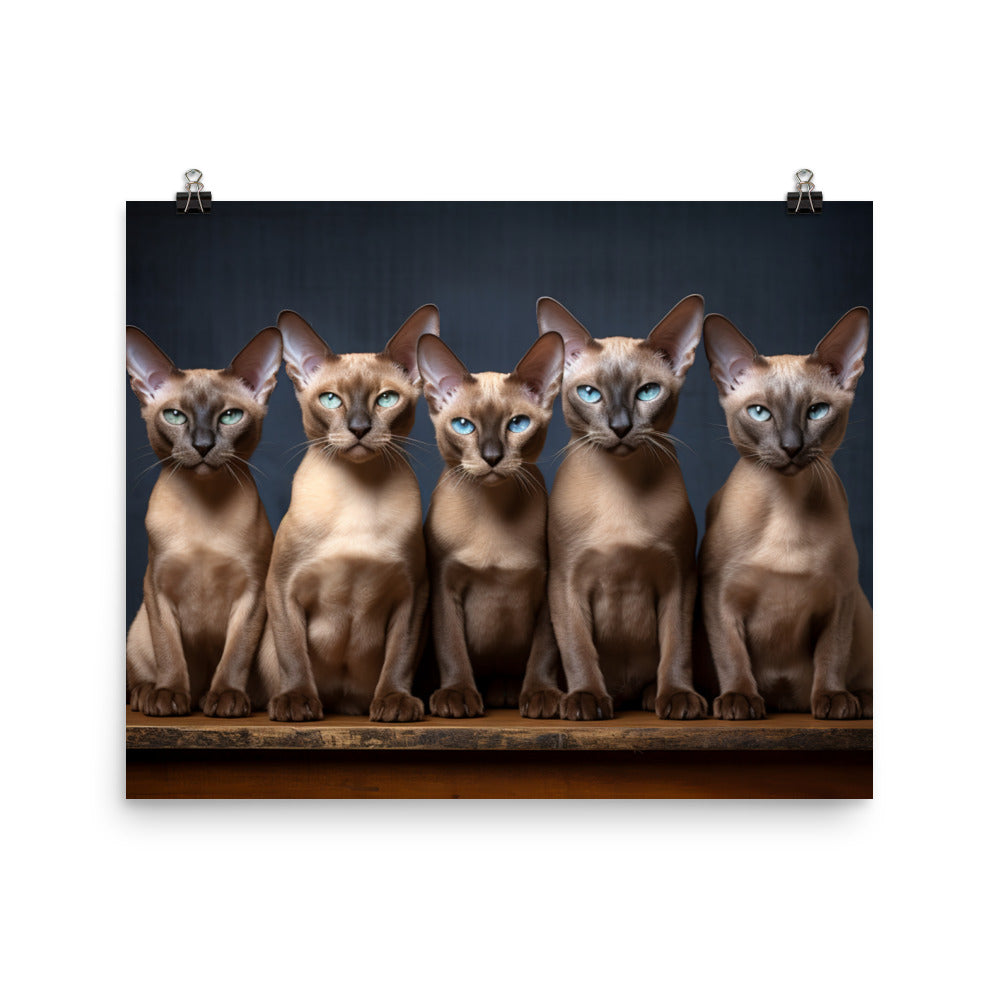 Tonkinese Photo paper poster - PosterfyAI.com
