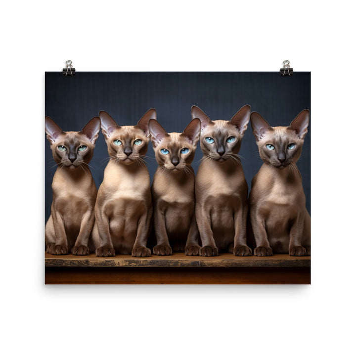Tonkinese Photo paper poster - PosterfyAI.com