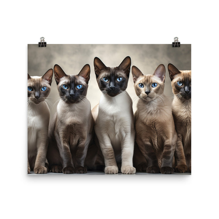 Tonkinese Photo paper poster - PosterfyAI.com