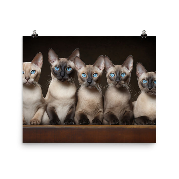 Tonkinese Photo paper poster - PosterfyAI.com