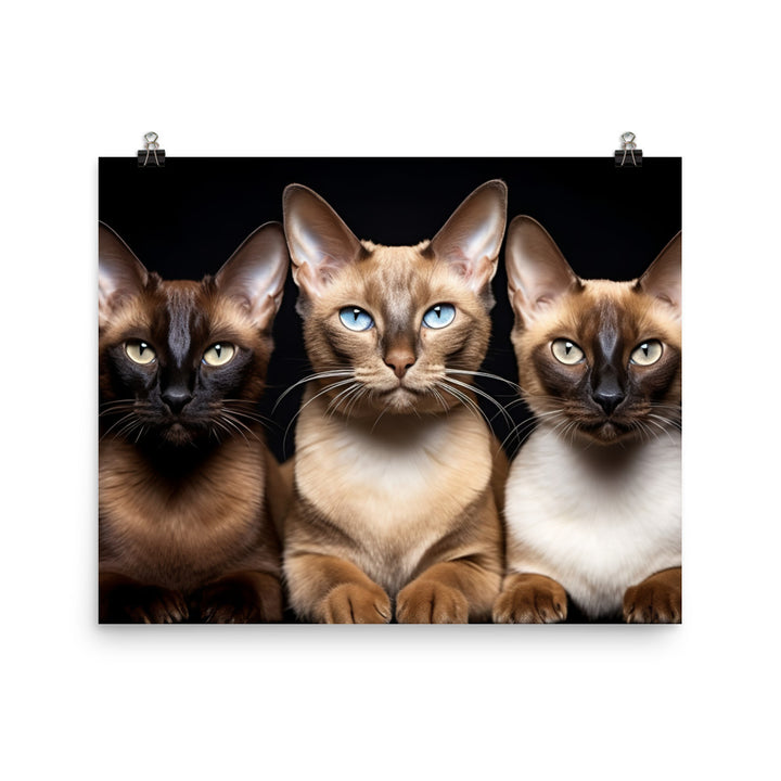 Tonkinese Photo paper poster - PosterfyAI.com