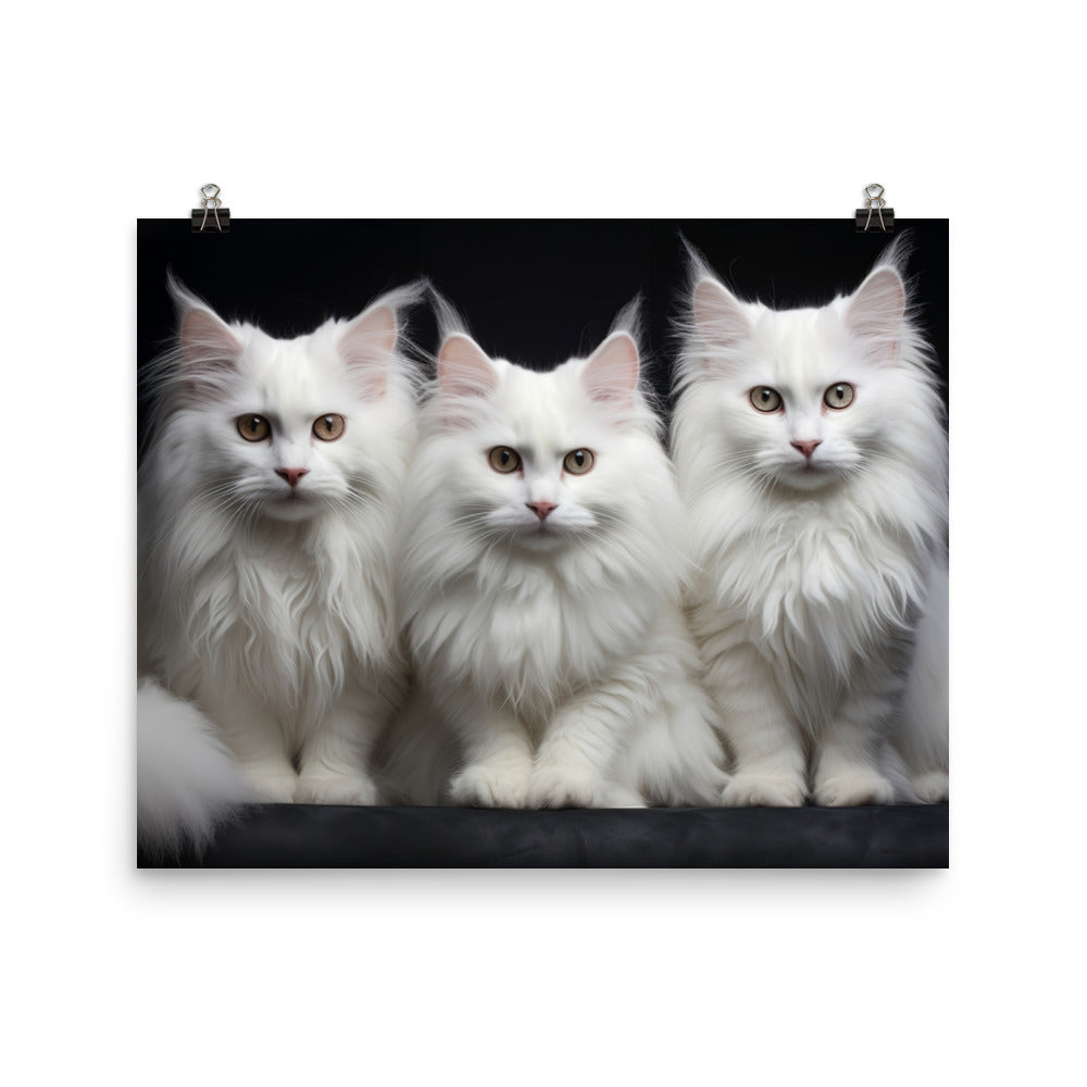 Turkish Angora Photo paper poster - PosterfyAI.com