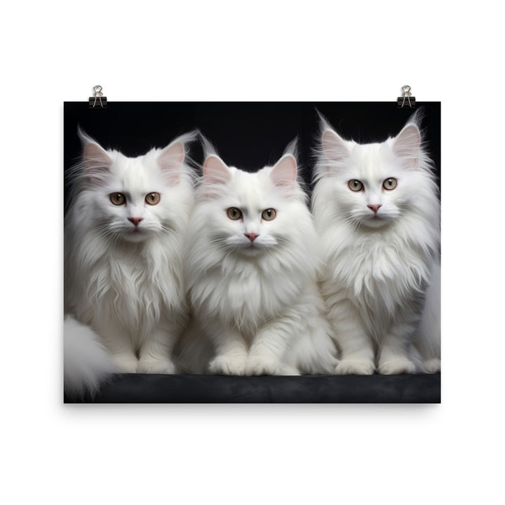 Turkish Angora Photo paper poster - PosterfyAI.com