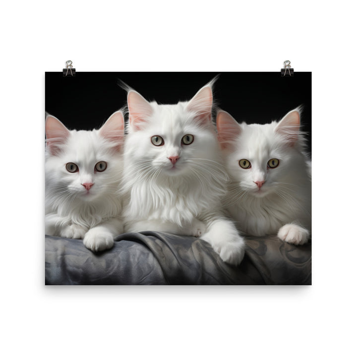 Turkish Angora Photo paper poster - PosterfyAI.com
