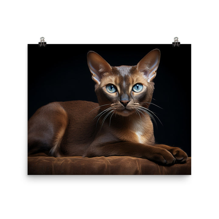 Burmese Photo paper poster - PosterfyAI.com