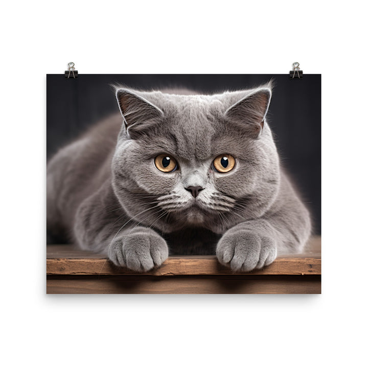 British Shorthair Photo paper poster - PosterfyAI.com