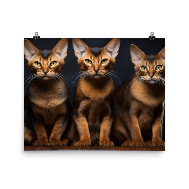 Abyssinian Photo paper poster - PosterfyAI.com