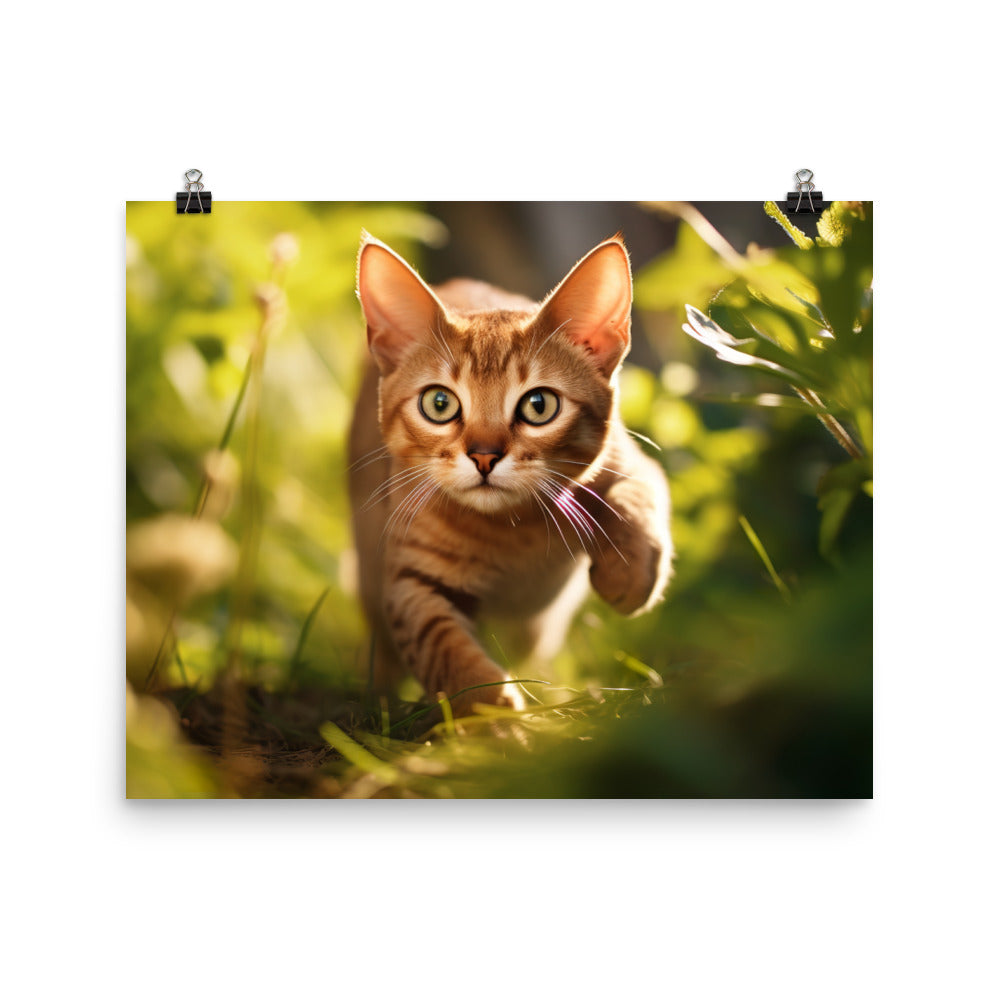 Abyssinian Photo paper poster - PosterfyAI.com