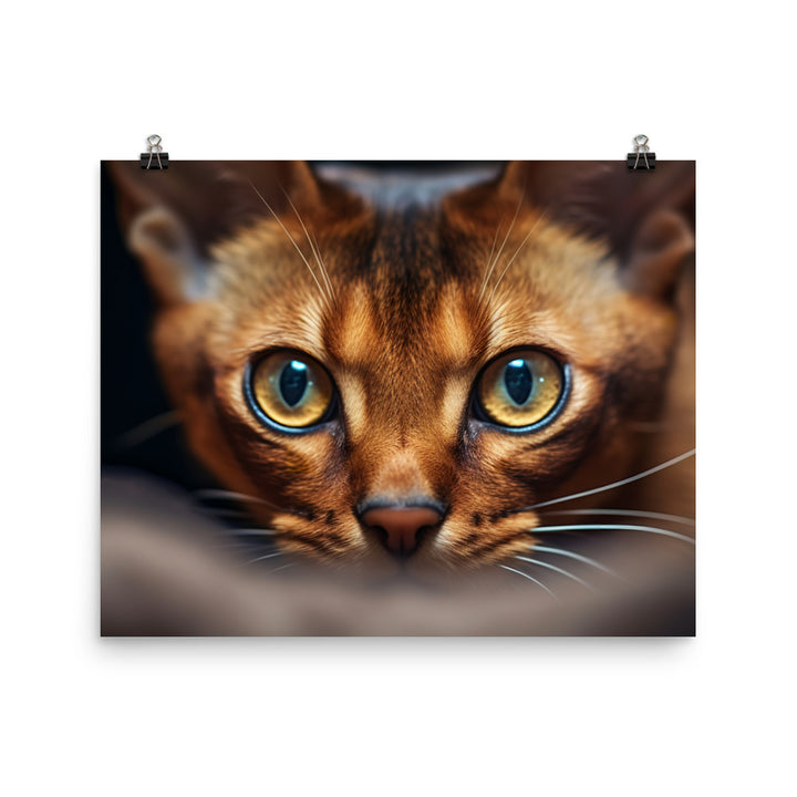 Abyssinian Photo paper poster - PosterfyAI.com