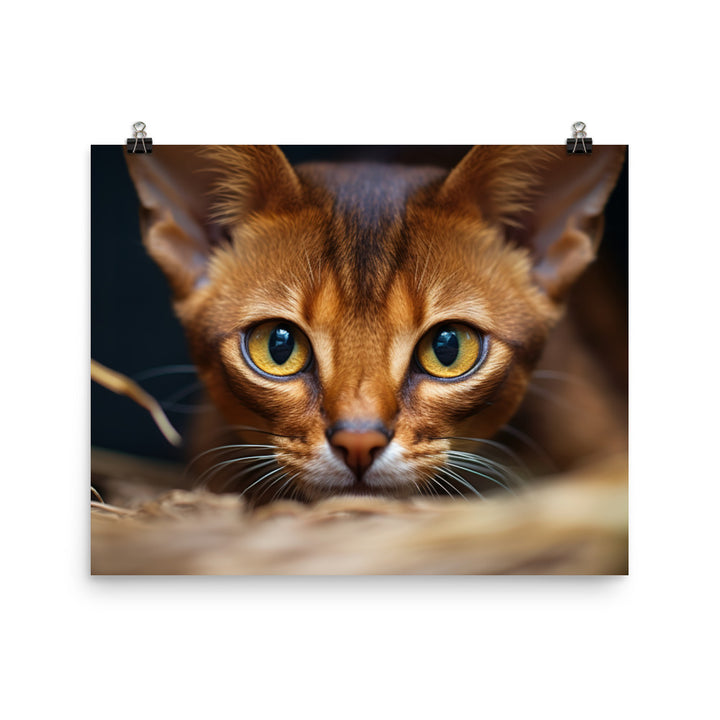 Abyssinian Photo paper poster - PosterfyAI.com