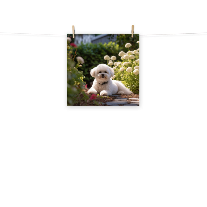 Bichon Frise Photo paper poster - PosterfyAI.com