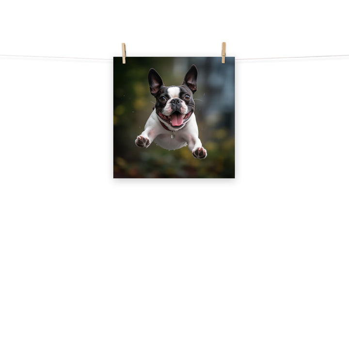 Boston Terrier Photo paper poster - PosterfyAI.com