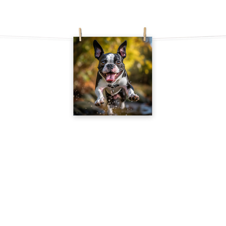 Boston Terrier Photo paper poster - PosterfyAI.com