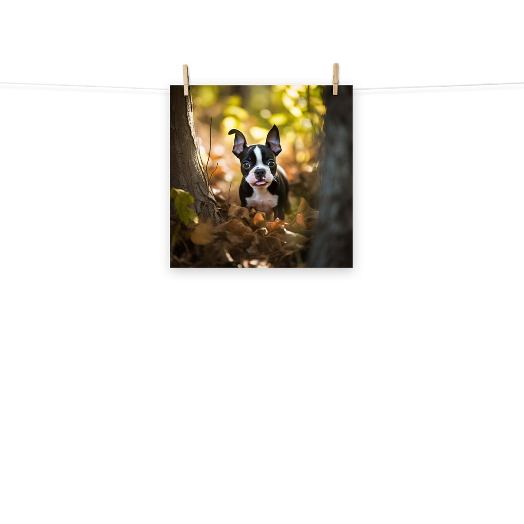 Boston Terrier Photo paper poster - PosterfyAI.com
