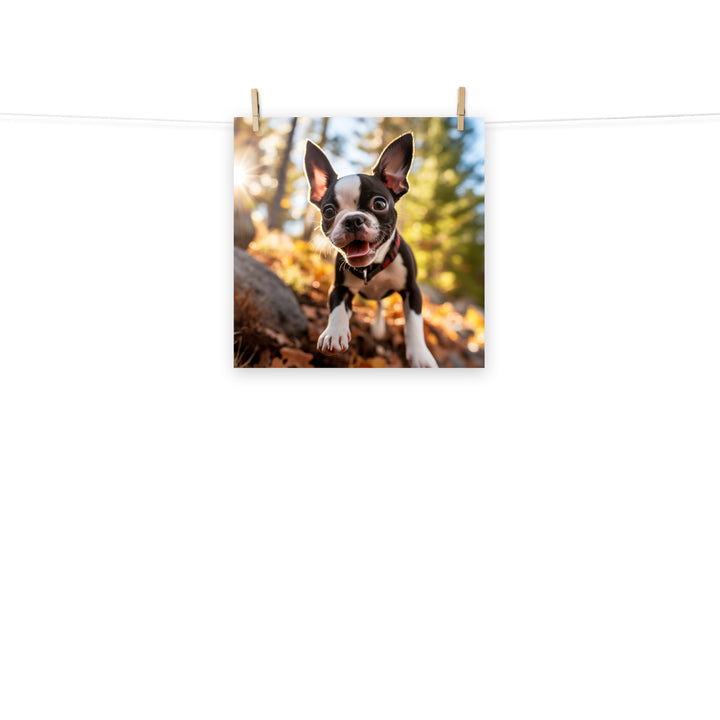 Boston Terrier Photo paper poster - PosterfyAI.com
