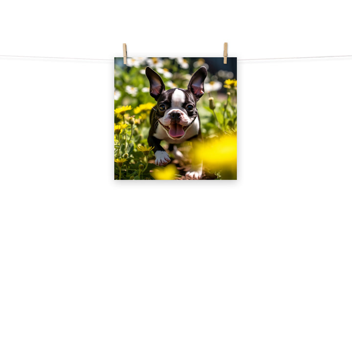 Boston Terrier Photo paper poster - PosterfyAI.com