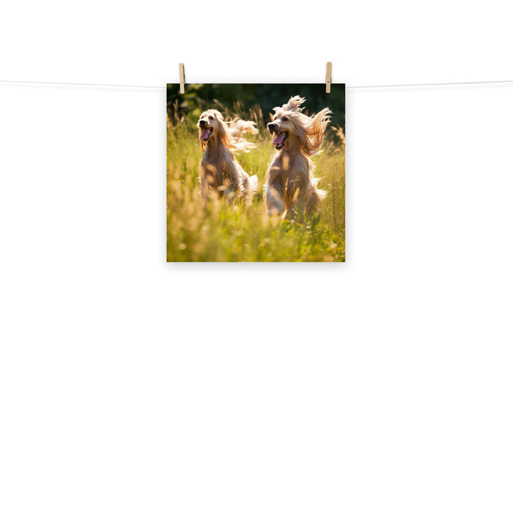 Afghan Hound Photo paper poster - PosterfyAI.com
