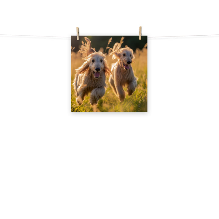 Afghan Hound Photo paper poster - PosterfyAI.com