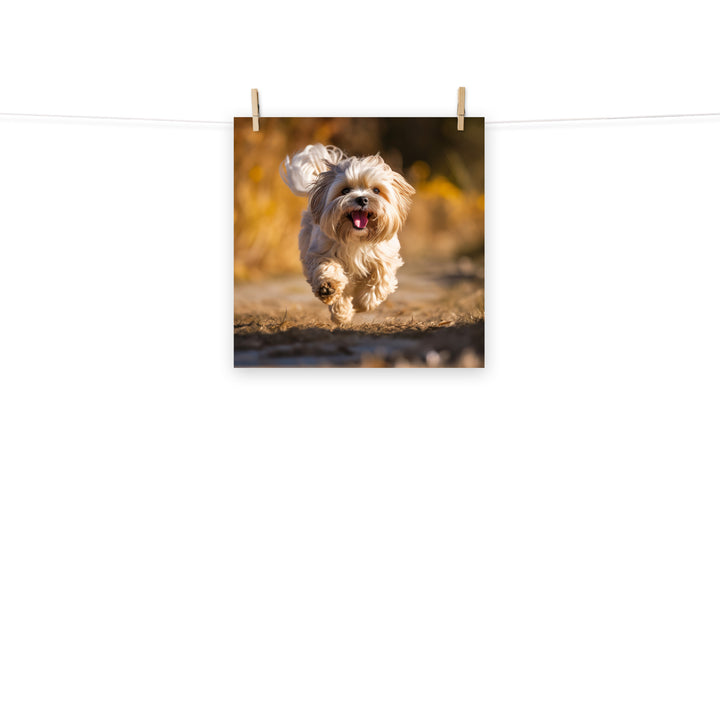 Lhasa Apso Photo paper poster - PosterfyAI.com