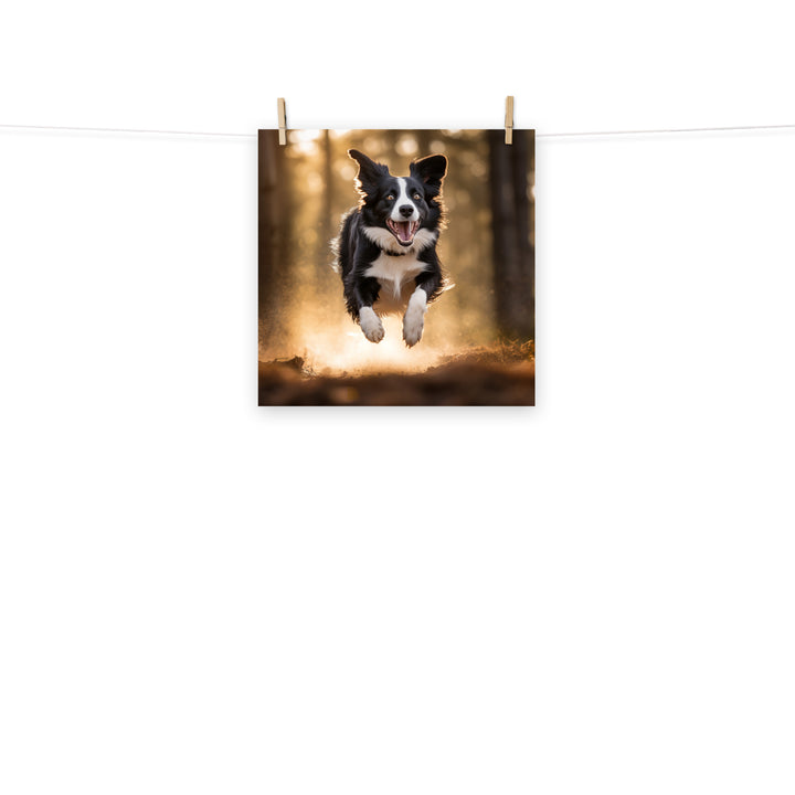 Border Collie Photo paper poster - PosterfyAI.com
