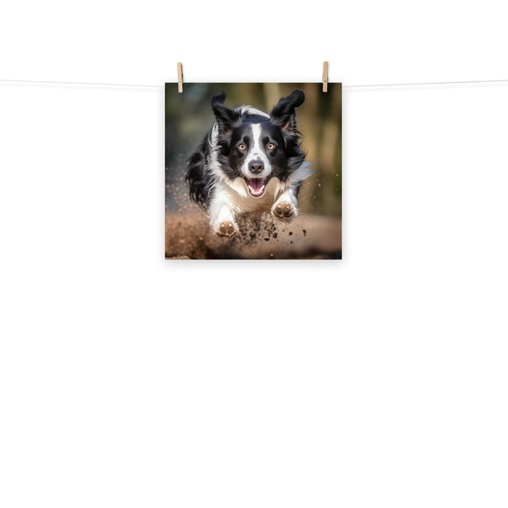 Border Collie Photo paper poster - PosterfyAI.com