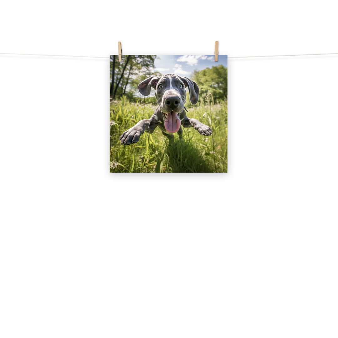 Great Dane Photo paper poster - PosterfyAI.com