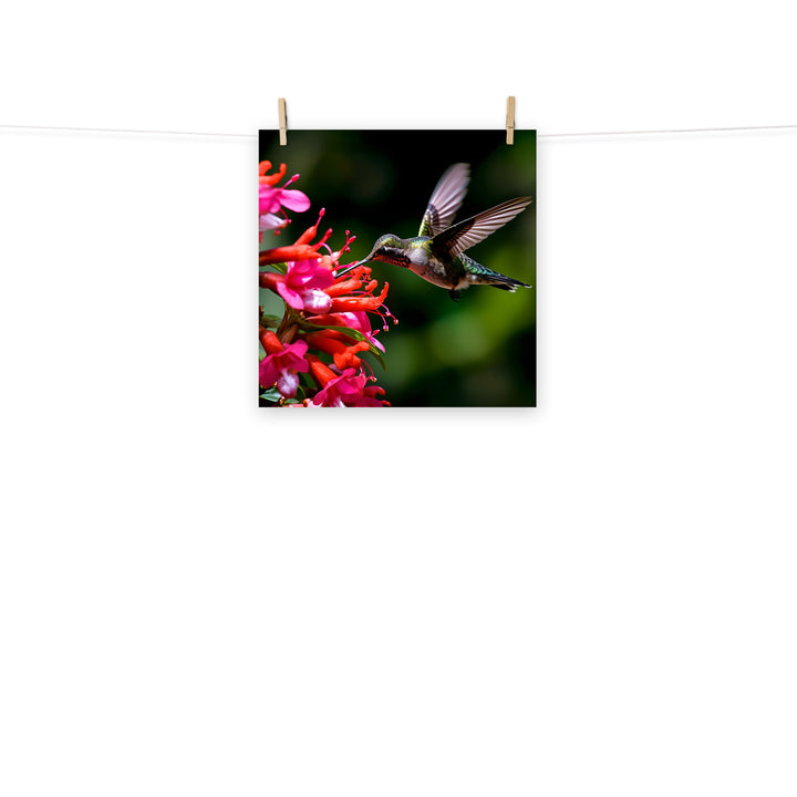 Hummingbird Photo paper poster - PosterfyAI.com