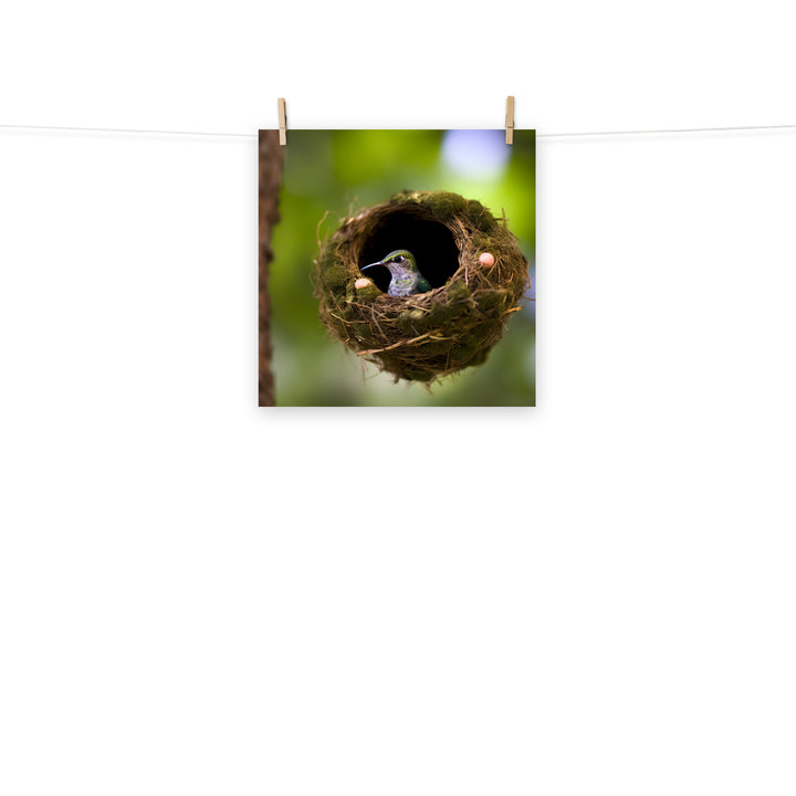 Hummingbird Photo paper poster - PosterfyAI.com